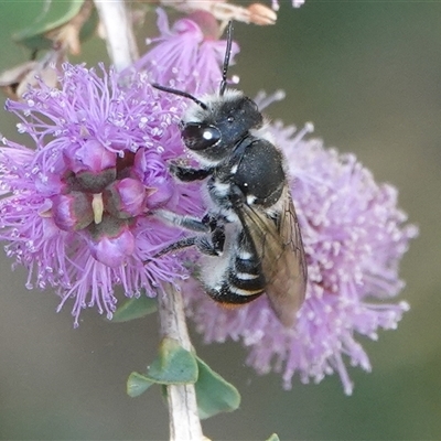 Megachile ferox (Resin bee) at Hall, ACT - 28 Nov 2024 by Anna123