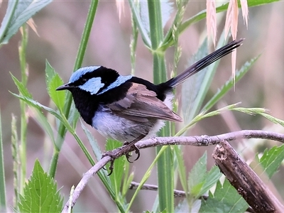 Malurus cyaneus (Superb Fairywren) at Killara, VIC - 24 Nov 2024 by KylieWaldon