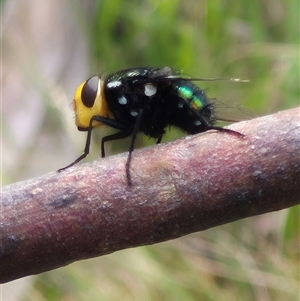 Amenia sp. (genus) at Monga, NSW - 28 Nov 2024