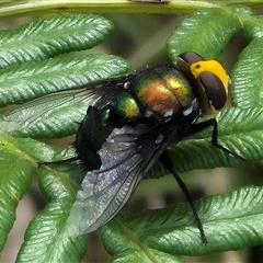 Amenia sp. (genus) at Monga, NSW - 28 Nov 2024