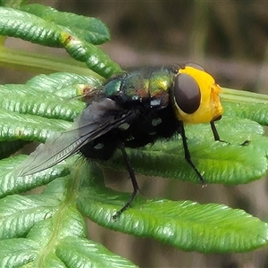 Amenia sp. (genus) at Monga, NSW - 28 Nov 2024