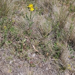 Hypericum perforatum (St John's Wort) at Mount Clear, ACT - 28 Nov 2024 by BethanyDunne