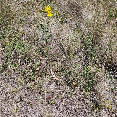 Hypericum perforatum (St John's Wort) at Mount Clear, ACT - 28 Nov 2024 by BethanyDunne