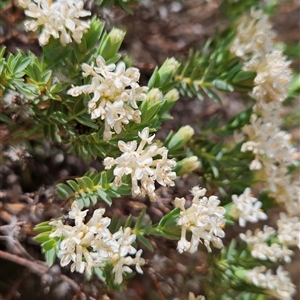 Pimelea linifolia subsp. caesia (Slender Rice Flower) at Mount Clear, ACT by BethanyDunne