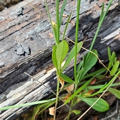 Wahlenbergia planiflora subsp. planiflora (Flat Bluebell) at Mount Clear, ACT - 28 Nov 2024 by BethanyDunne