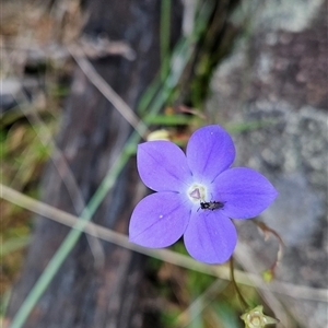 Wahlenbergia planiflora subsp. planiflora at Mount Clear, ACT - 28 Nov 2024 12:04 PM