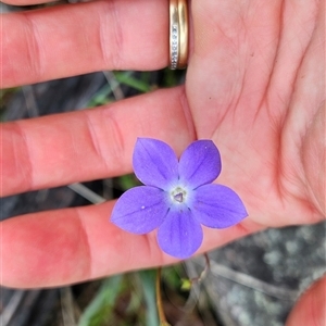 Wahlenbergia planiflora subsp. planiflora at Mount Clear, ACT - 28 Nov 2024 12:04 PM