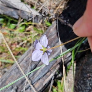 Wahlenbergia planiflora subsp. planiflora at Mount Clear, ACT - 28 Nov 2024 12:04 PM