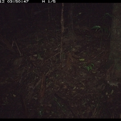 Perameles nasuta at Lorne, NSW - 11 Nov 2024 by Butlinz