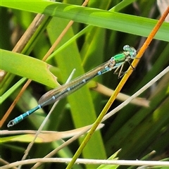 Austrolestes cingulatus (Metallic Ringtail) at Monga, NSW - 28 Nov 2024 by clarehoneydove