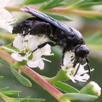 Unidentified Flower wasp (Scoliidae or Tiphiidae) at Killara, VIC - 23 Nov 2024 by KylieWaldon