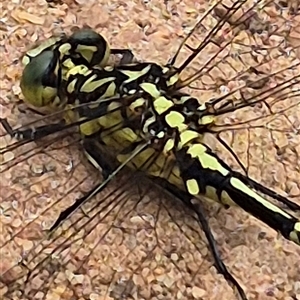 Austrogomphus guerini at Monga, NSW - 28 Nov 2024 10:48 AM