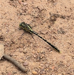 Austrogomphus guerini at Monga, NSW - 28 Nov 2024 10:48 AM