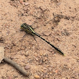 Austrogomphus guerini at Monga, NSW - 28 Nov 2024