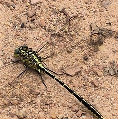 Austrogomphus guerini at Monga, NSW - 28 Nov 2024