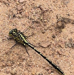 Austrogomphus guerini at Monga, NSW - 28 Nov 2024 10:48 AM
