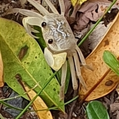 Unidentified Other Crustacean at Diggers Camp, NSW - 27 Nov 2024 by Topwood