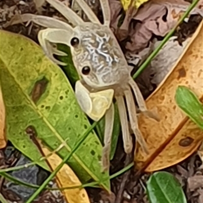 Unverified Other Crustacean at Diggers Camp, NSW - 28 Nov 2024 by Topwood