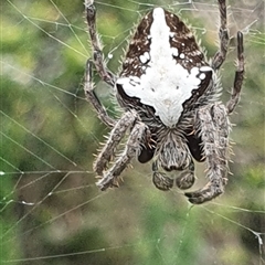 Unidentified Other web-building spider at Diggers Camp, NSW - 27 Nov 2024 by Topwood