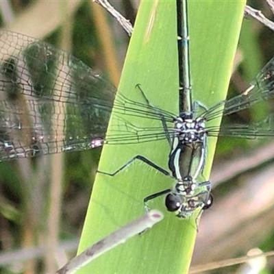 Austroargiolestes calcaris at Monga, NSW - 28 Nov 2024 by clarehoneydove