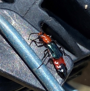Carphurini sp. (tribe) at Yarralumla, ACT - 28 Nov 2024 12:41 PM