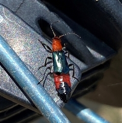 Carphurini sp. (tribe) at Yarralumla, ACT - 28 Nov 2024 12:41 PM