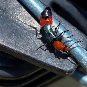 Carphurini sp. (tribe) at Yarralumla, ACT - 28 Nov 2024 12:41 PM