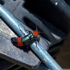 Carphurini sp. (tribe) at Yarralumla, ACT - 28 Nov 2024 12:41 PM