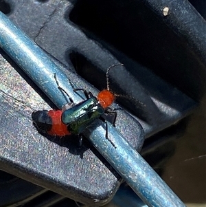 Carphurini sp. (tribe) at Yarralumla, ACT - 28 Nov 2024