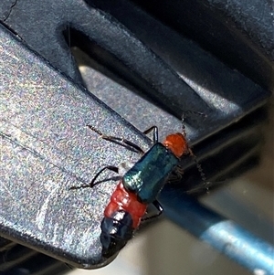 Carphurini sp. (tribe) at Yarralumla, ACT - 28 Nov 2024