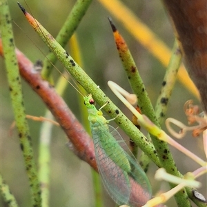 Mallada traviatus (Goldeneye Lacewing) at Monga, NSW by clarehoneydove