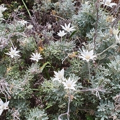 Actinotus helianthi (Flannel Flower) at Diggers Camp, NSW - 28 Nov 2024 by Topwood