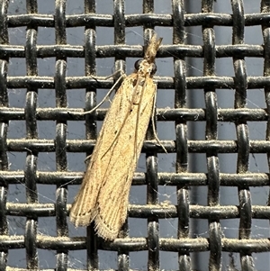 Faveria tritalis (Couchgrass Webworm) at Ainslie, ACT by Pirom