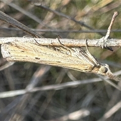 Faveria tritalis (Couchgrass Webworm) at Pialligo, ACT - 13 Oct 2024 by Pirom