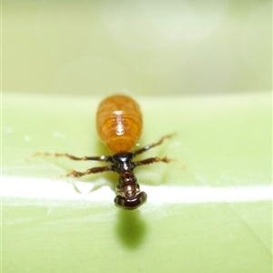 Tiphiidae (family) (Unidentified Smooth flower wasp) at Murrumbateman, NSW by amiessmacro