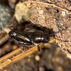 Xya mutica (pygmy mole cricket) at Campbell, ACT - 28 Nov 2024 by Hejor1