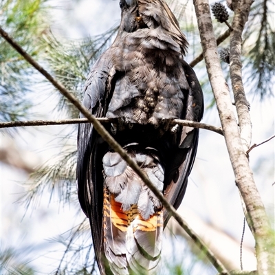 Calyptorhynchus lathami lathami (Glossy Black-Cockatoo) at Wingello, NSW - 21 Mar 2020 by Aussiegall