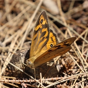 Heteronympha merope (Common Brown Butterfly) at Greenway, ACT by RodDeb