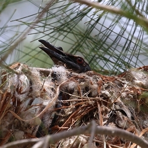 Philemon corniculatus (Noisy Friarbird) at Greenway, ACT by RodDeb