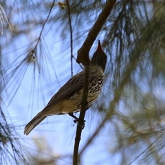 Oriolus sagittatus (Olive-backed Oriole) at Greenway, ACT - 28 Nov 2024 by RodDeb