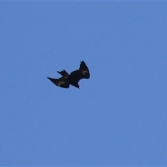 Aquila audax (Wedge-tailed Eagle) at Greenway, ACT - 28 Nov 2024 by RodDeb