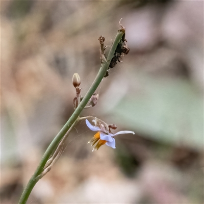 Dianella sp. (Flax Lily) at Higgins, ACT - 28 Nov 2024 by Untidy