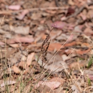 Poa sieberiana at Higgins, ACT - 28 Nov 2024