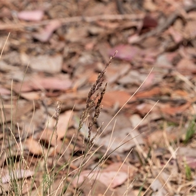 Poa sieberiana (Poa Tussock) at Higgins, ACT - 28 Nov 2024 by Untidy