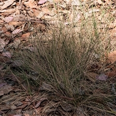 Poa sieberiana at Higgins, ACT - 28 Nov 2024