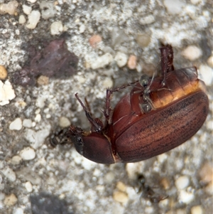 Formicidae (family) at Russell, ACT - 28 Nov 2024