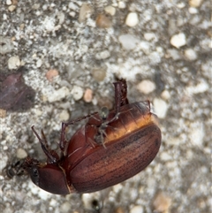 Formicidae (family) at Russell, ACT - 28 Nov 2024 01:13 PM