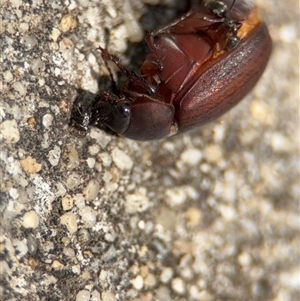 Formicidae (family) at Russell, ACT - 28 Nov 2024