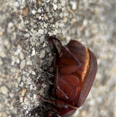 Formicidae (family) at Russell, ACT - 28 Nov 2024 01:13 PM