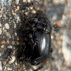 Iridomyrmex sp. (genus) (Ant) at Parkes, ACT - 28 Nov 2024 by Hejor1